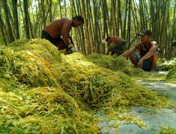 Pabrik Rokok Lokal Beri Manfaat Positif bagi Petani dan Masyarakat di Sumenep
