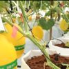 Melon Lokal Menuju Etalase Nasional, DKPP Sumenep Bongkar Monopoli Rantai Pasok Hortikultura