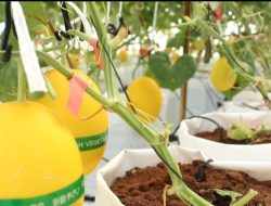 Melon Lokal Menuju Etalase Nasional, DKPP Sumenep Bongkar Monopoli Rantai Pasok Hortikultura