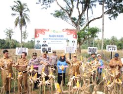 Panen Raya Jagung Jadi Simbol Transformasi Pertanian Sumenep