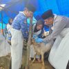 DKPP Sumenep Menjaga Syariat dan Kesehatan Hewan Kurban Menjelang Idul Adha