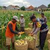 Dukung Ketahanan Pangan Nasional, Bhabinkamtibmas Desa Torbang Dampingi Panen Jagung Petani