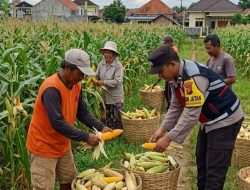 Dukung Ketahanan Pangan Nasional, Bhabinkamtibmas Desa Torbang Dampingi Panen Jagung Petani