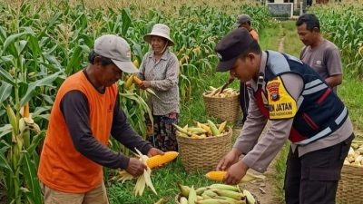 Dukung Ketahanan Pangan Nasional, Bhabinkamtibmas Desa Torbang Dampingi Panen Jagung Petani