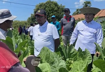 Pemkab Sumenep Kunci Harga Dasar Tembakau 2026, Petani Punya “Tameng” Hadapi Permainan Harga